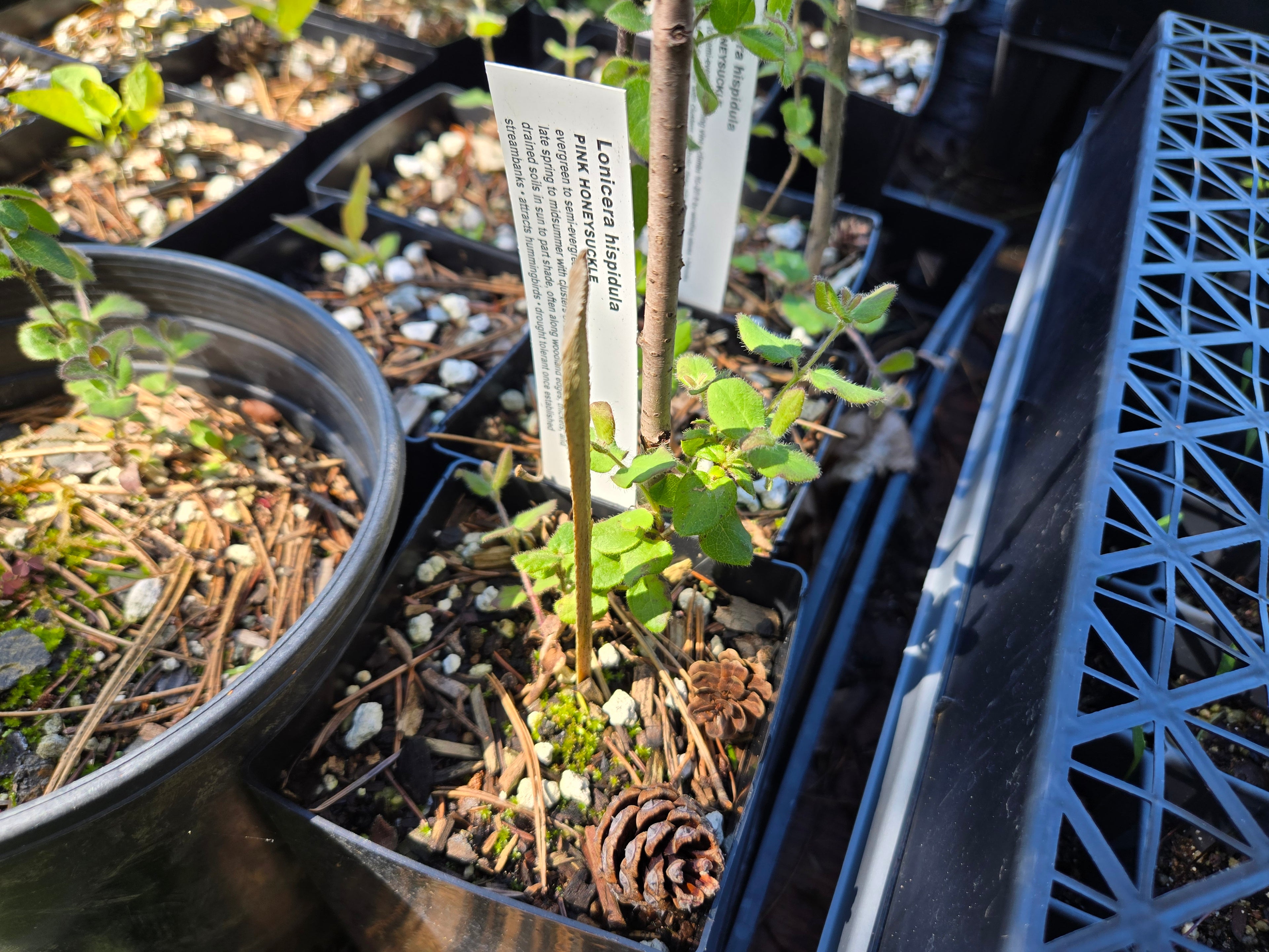 Lonicera hispidula