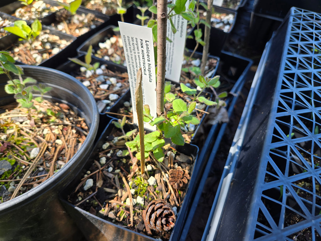 Lonicera hispidula