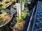 Lonicera hispidula
