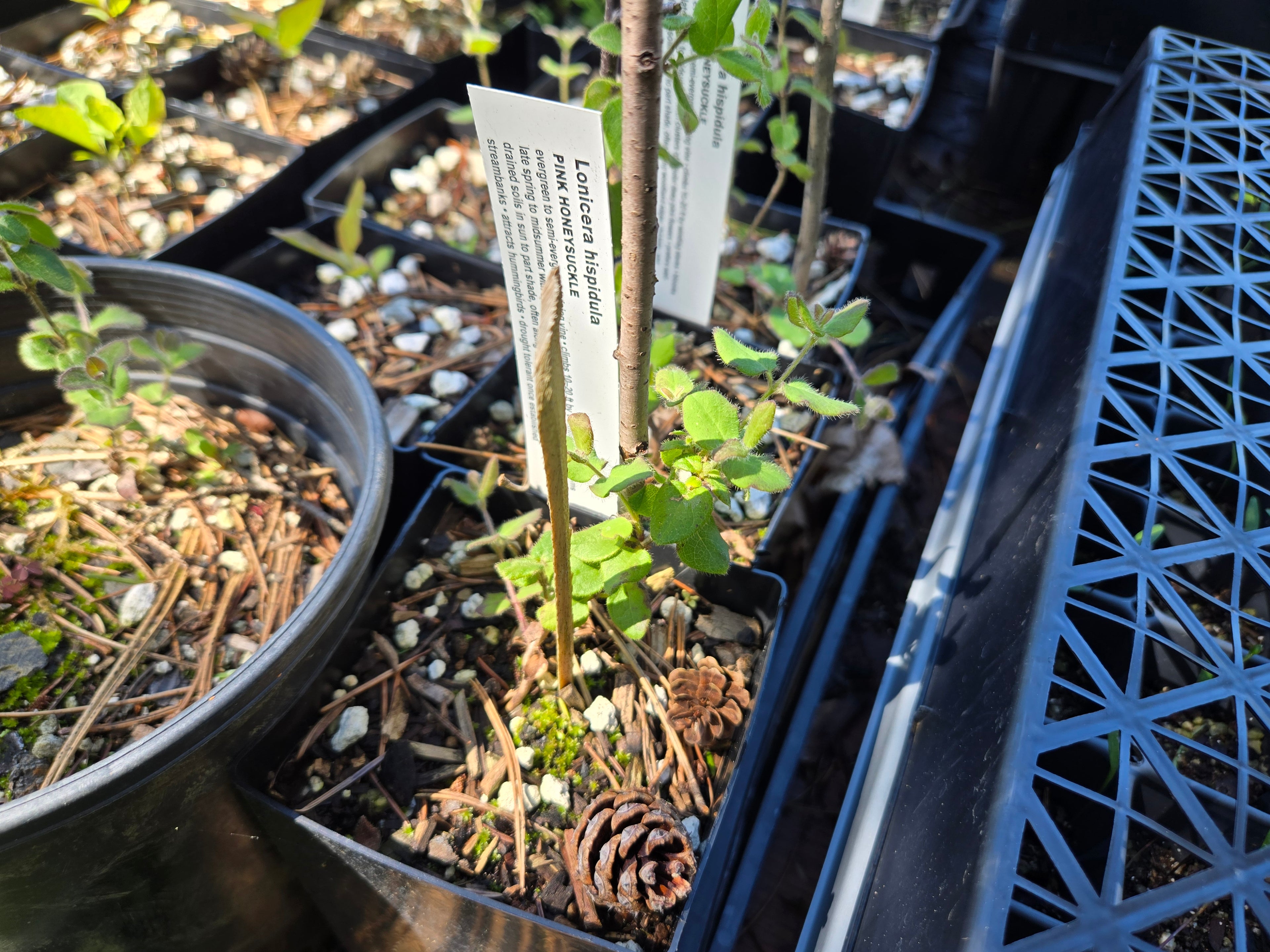 Lonicera hispidula