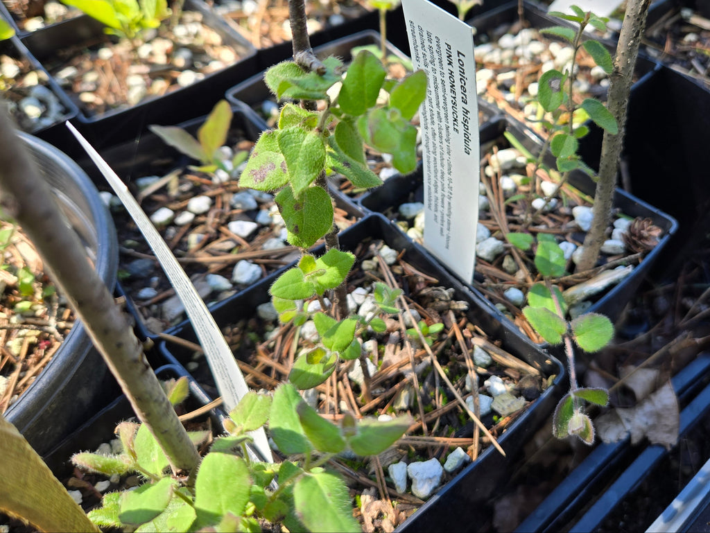 Lonicera hispidula