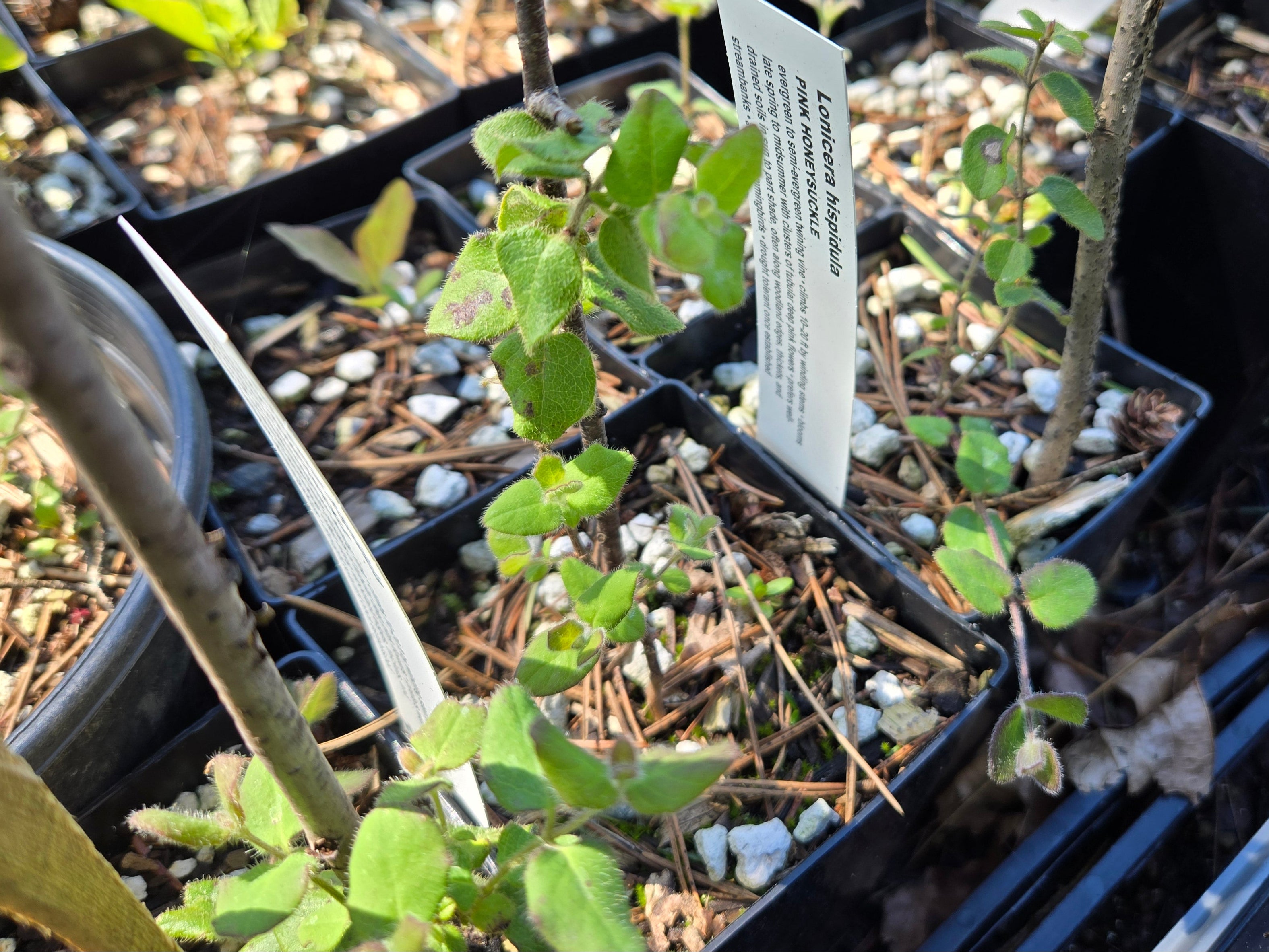 Lonicera hispidula