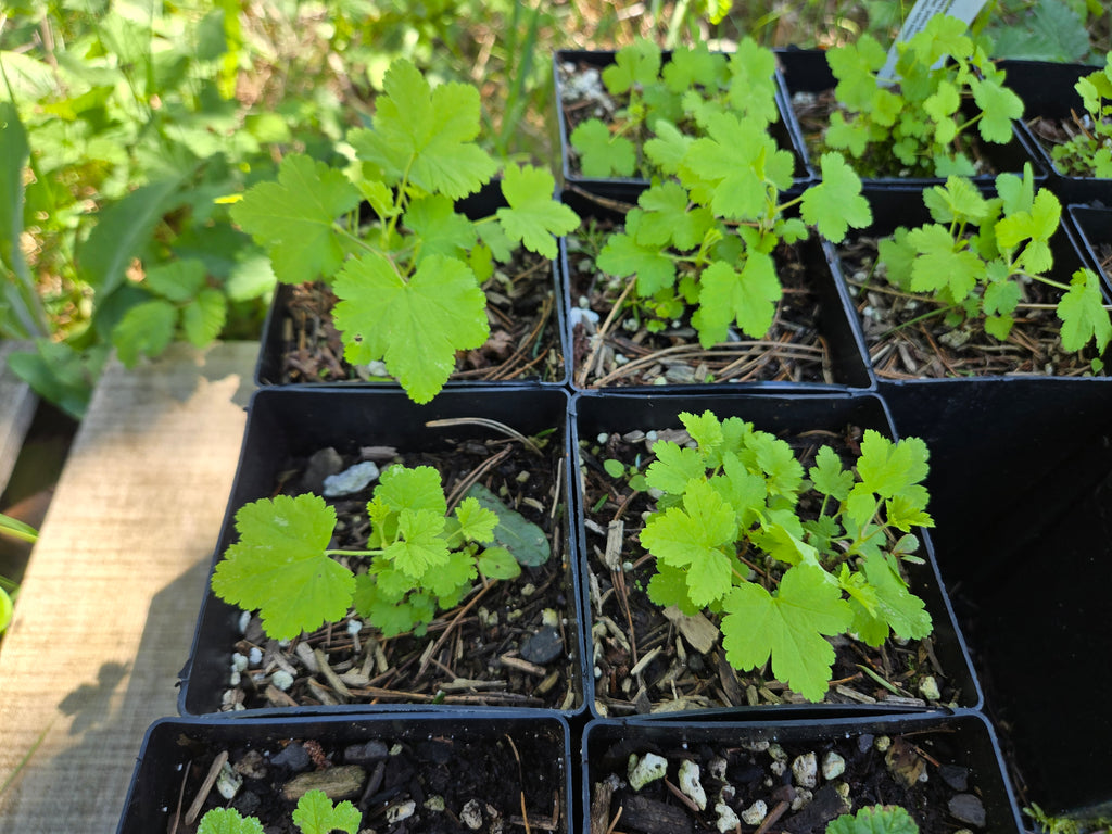 Ribes nevadense