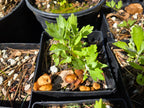 Artemisia douglasiana