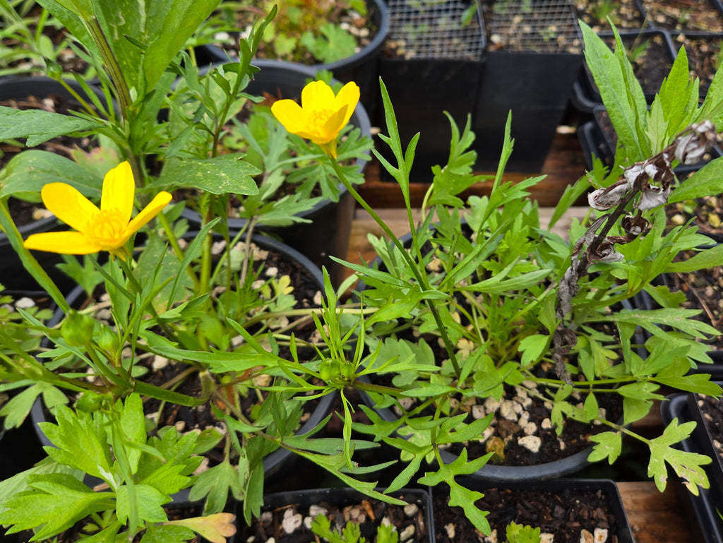 Ranunculus orthorhyncus
