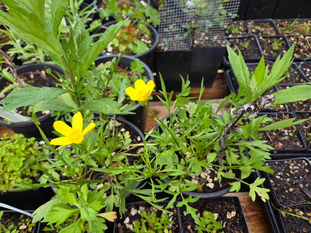 Ranunculus orthorhyncus