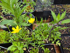 Ranunculus orthorhyncus