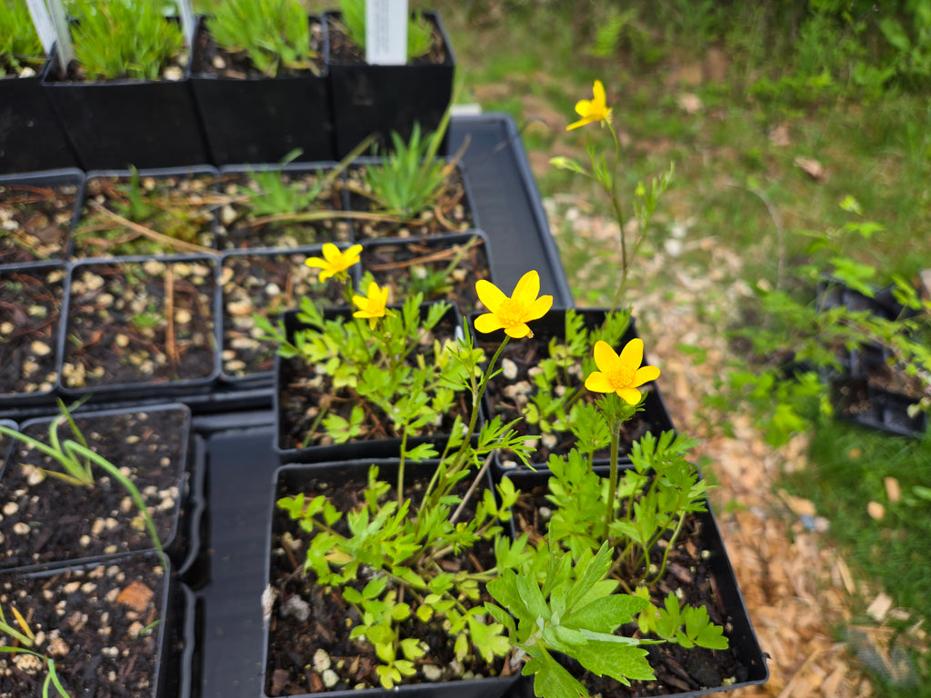 Ranunculus orthorhyncus