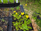 Ranunculus orthorhyncus