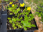 Ranunculus orthorhyncus