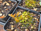 Vaccinium membranaceum