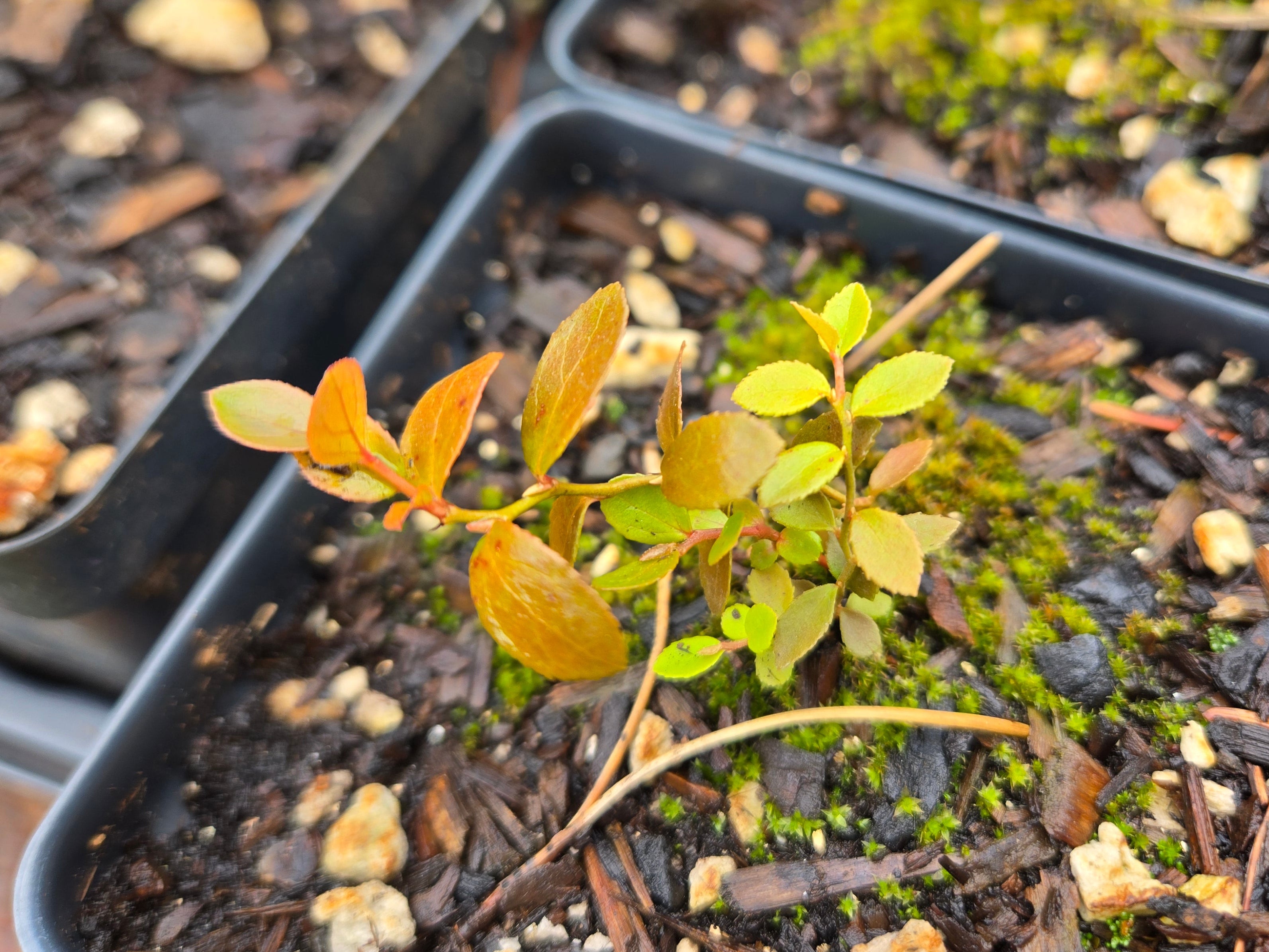 Vaccinium membranaceum