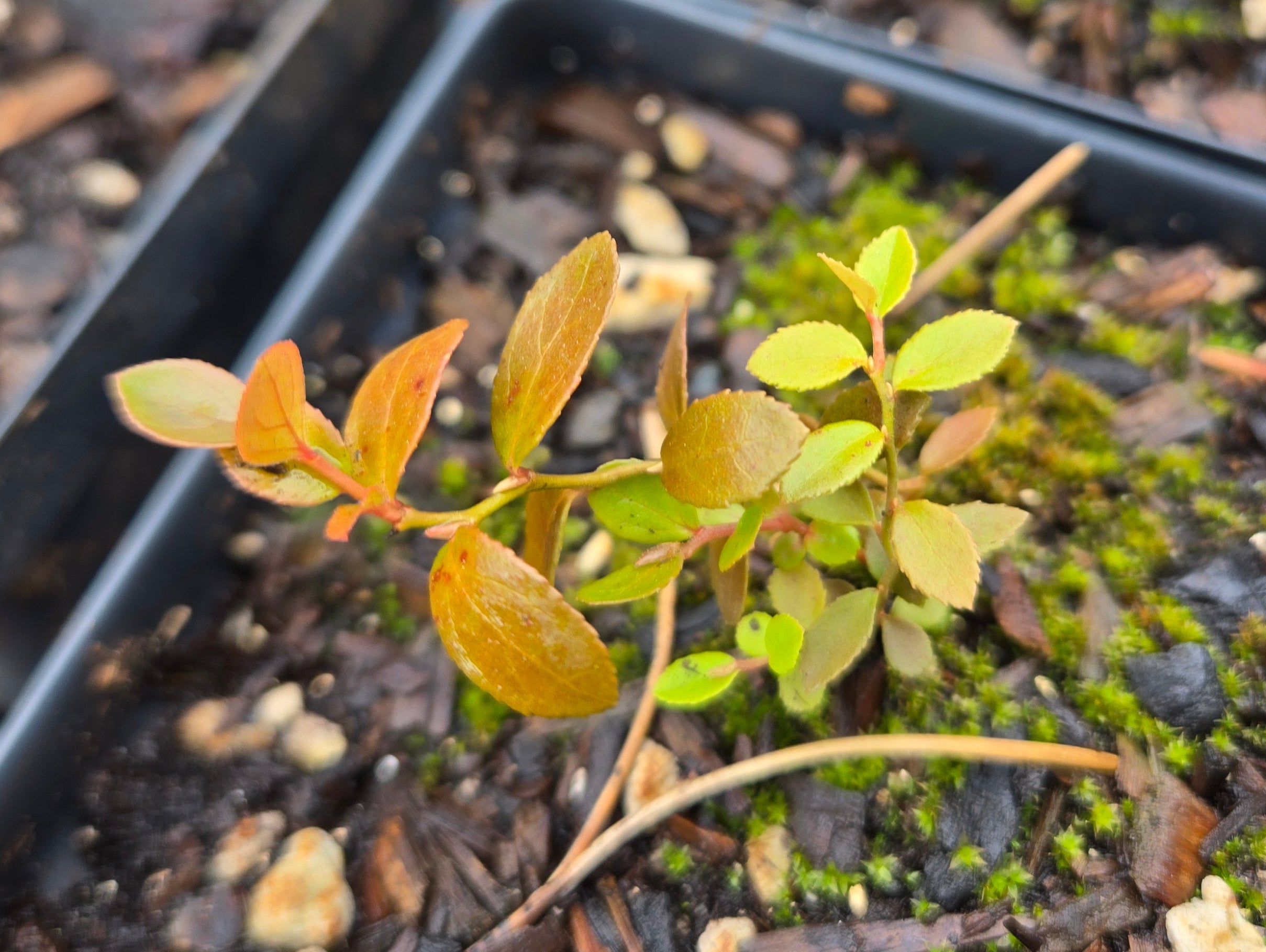Vaccinium membranaceum