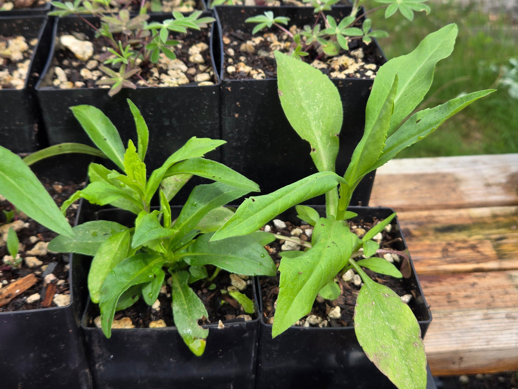Symphyotricum chilense