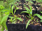 Symphyotricum chilense
