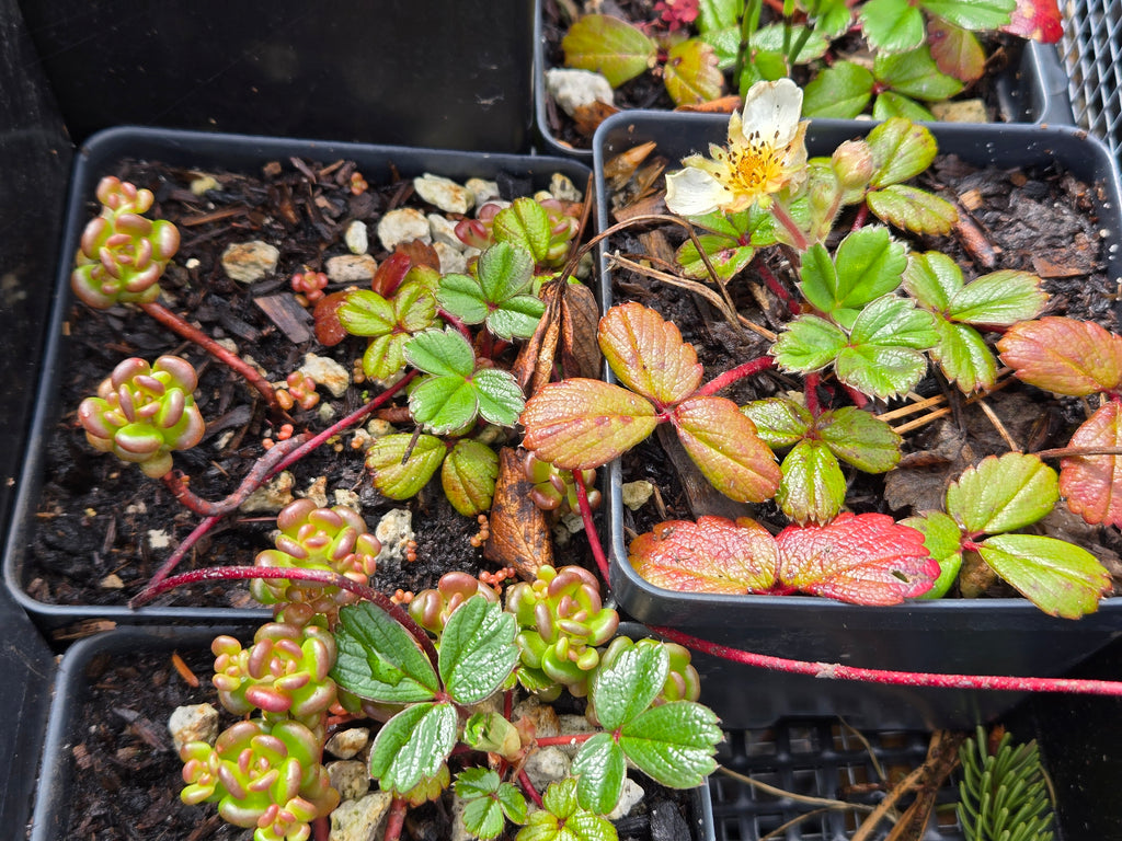 Fragaria chiloensis