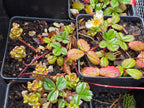 Fragaria chiloensis