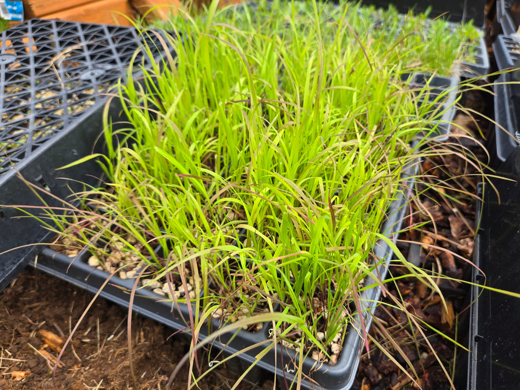 Elymus glaucus