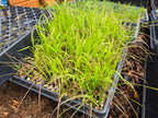 Elymus glaucus