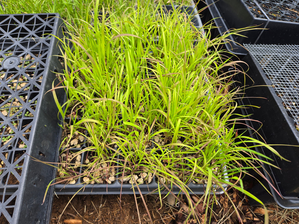Elymus glaucus