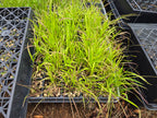 Elymus glaucus