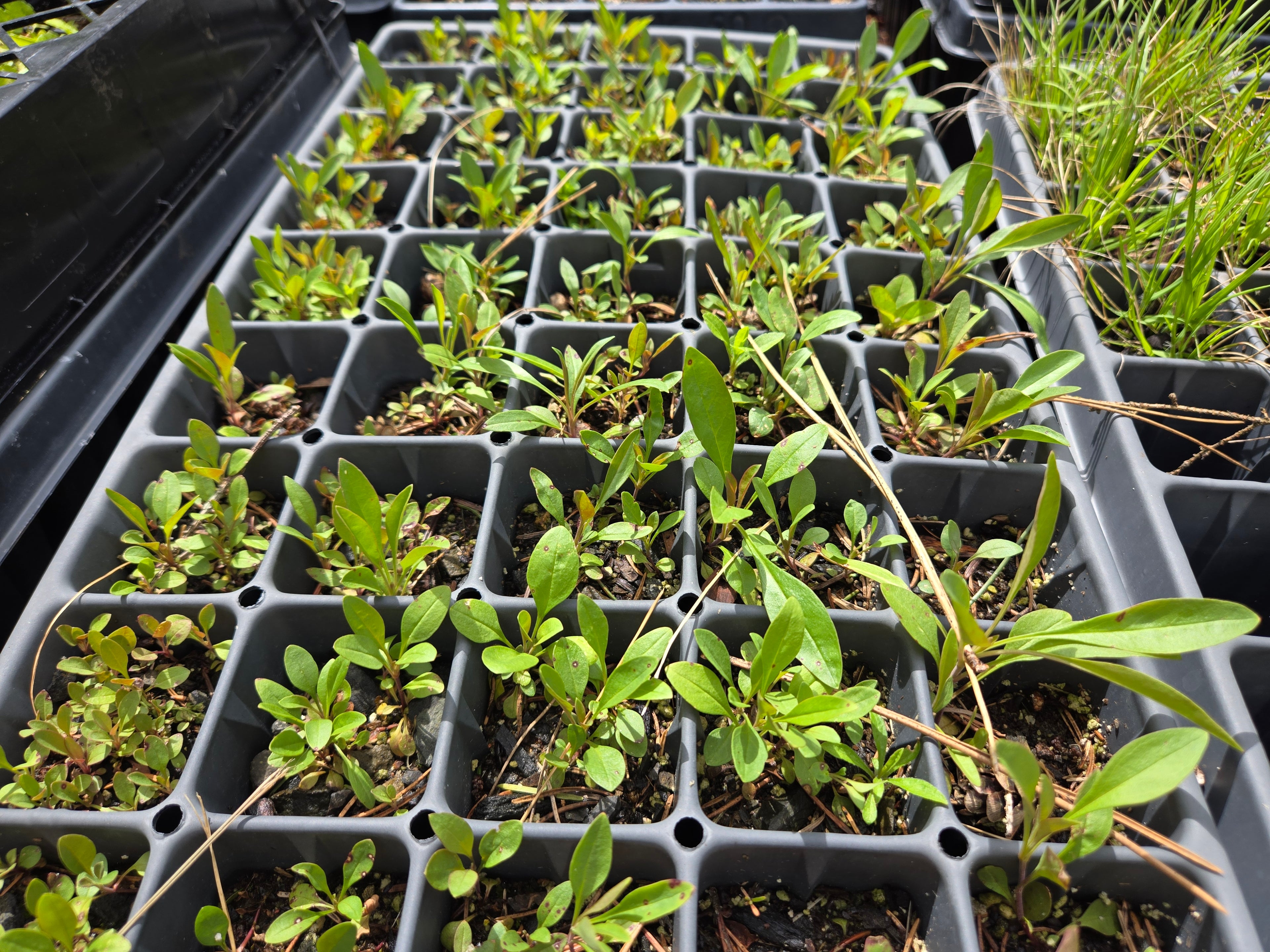 Penstemon procerus