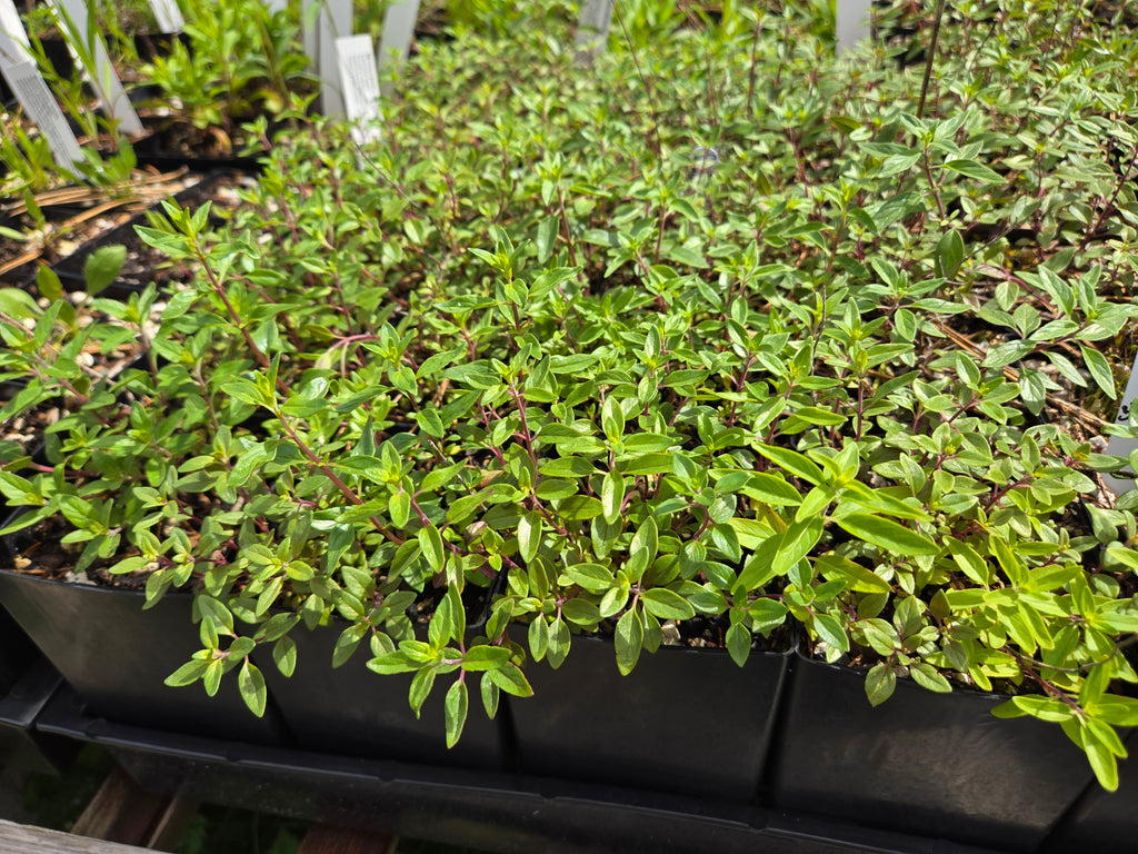 Monardella odoratissima
