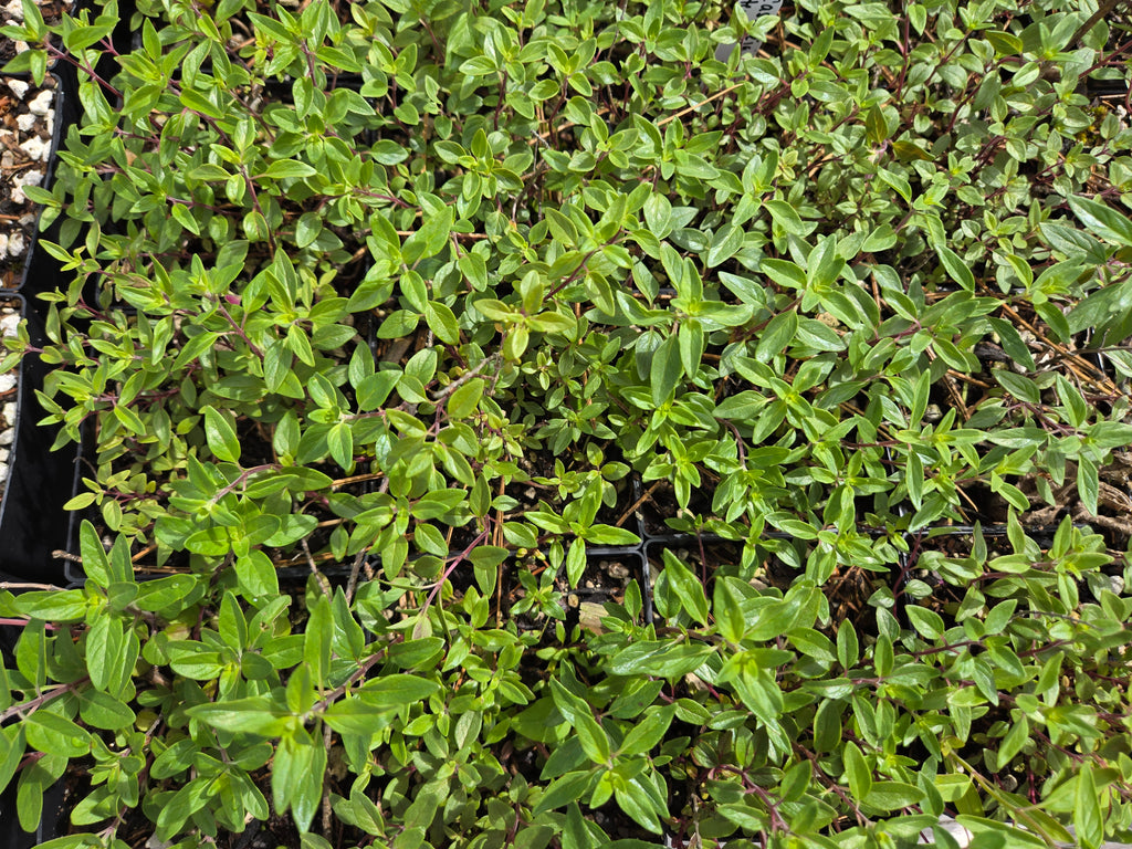 Monardella odoratissima