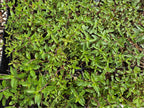 Monardella odoratissima