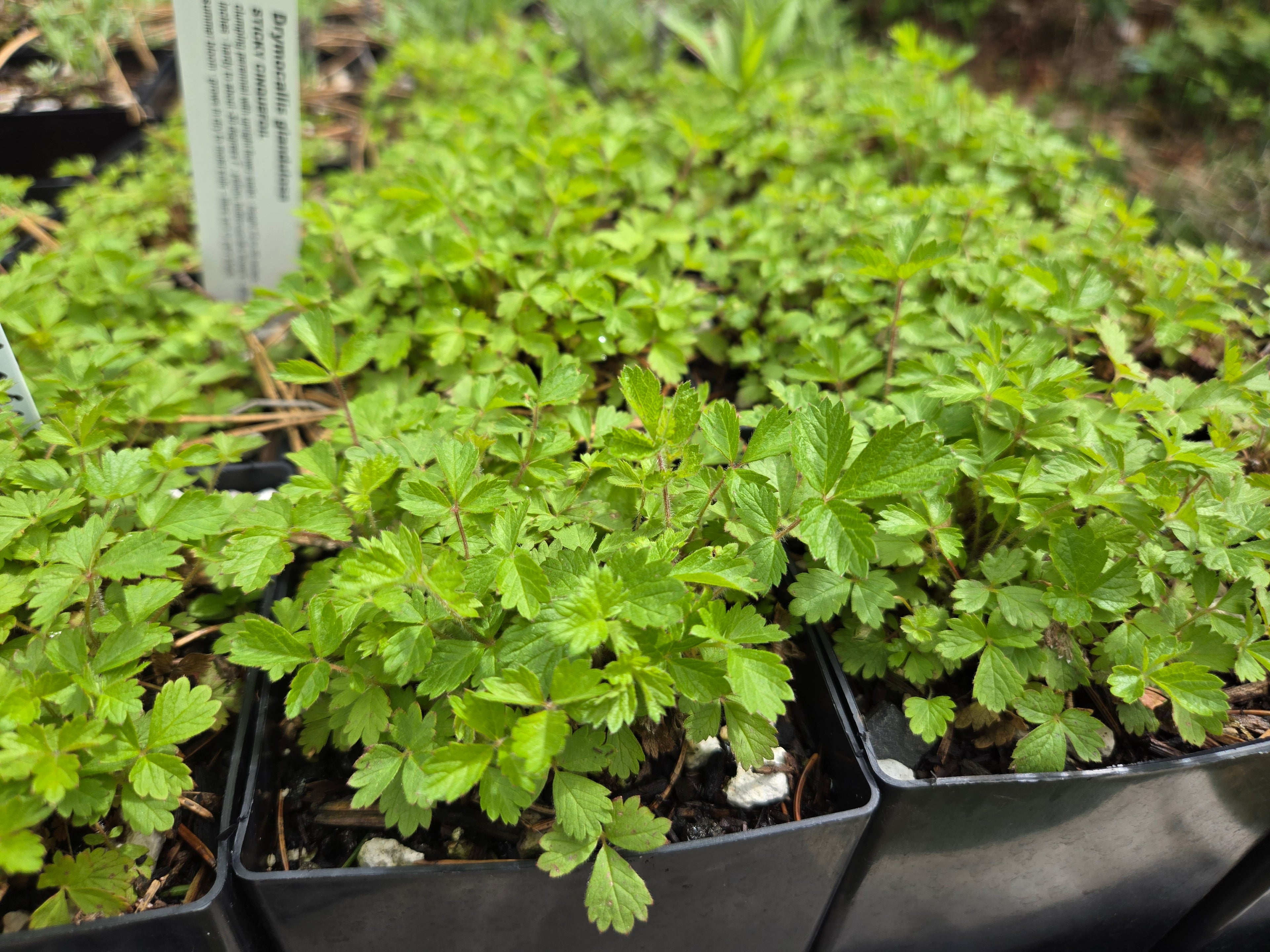 Drymocallis glandulosa