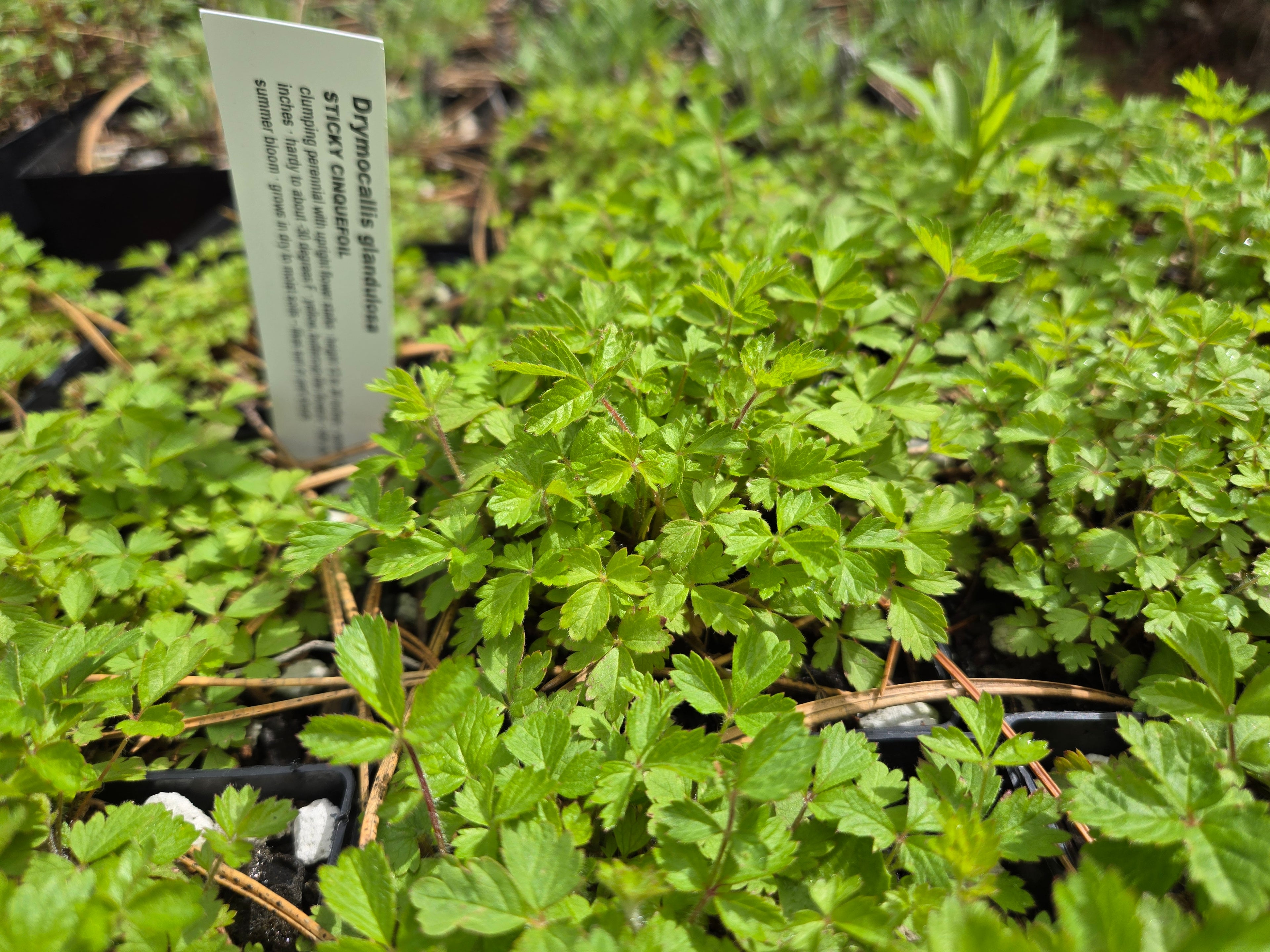 Drymocallis glandulosa