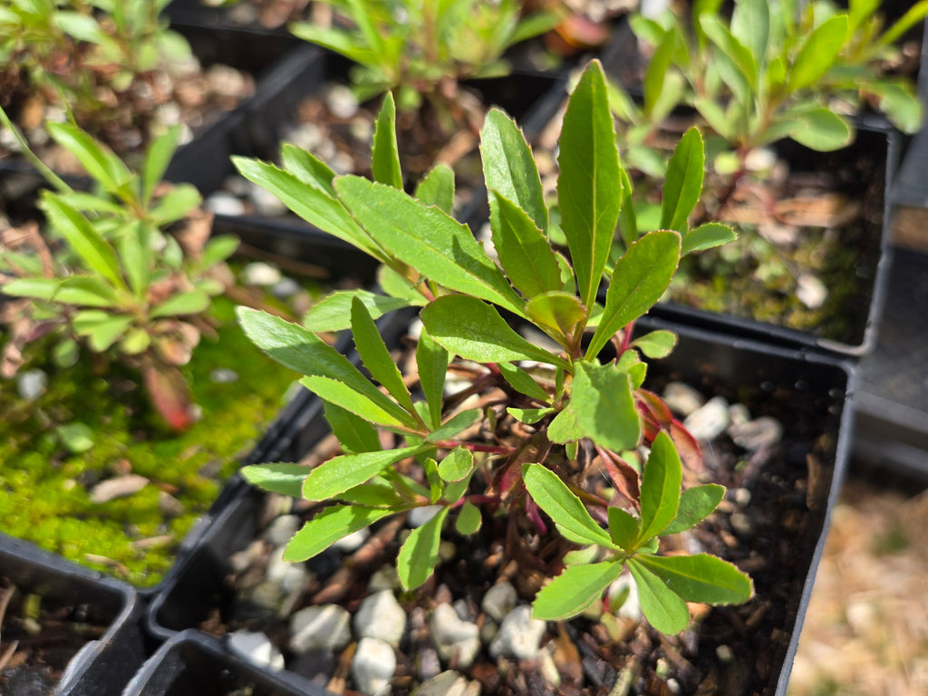 Penstemon cardwellii