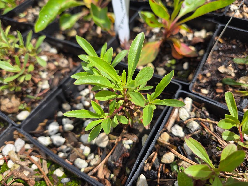 Penstemon cardwellii