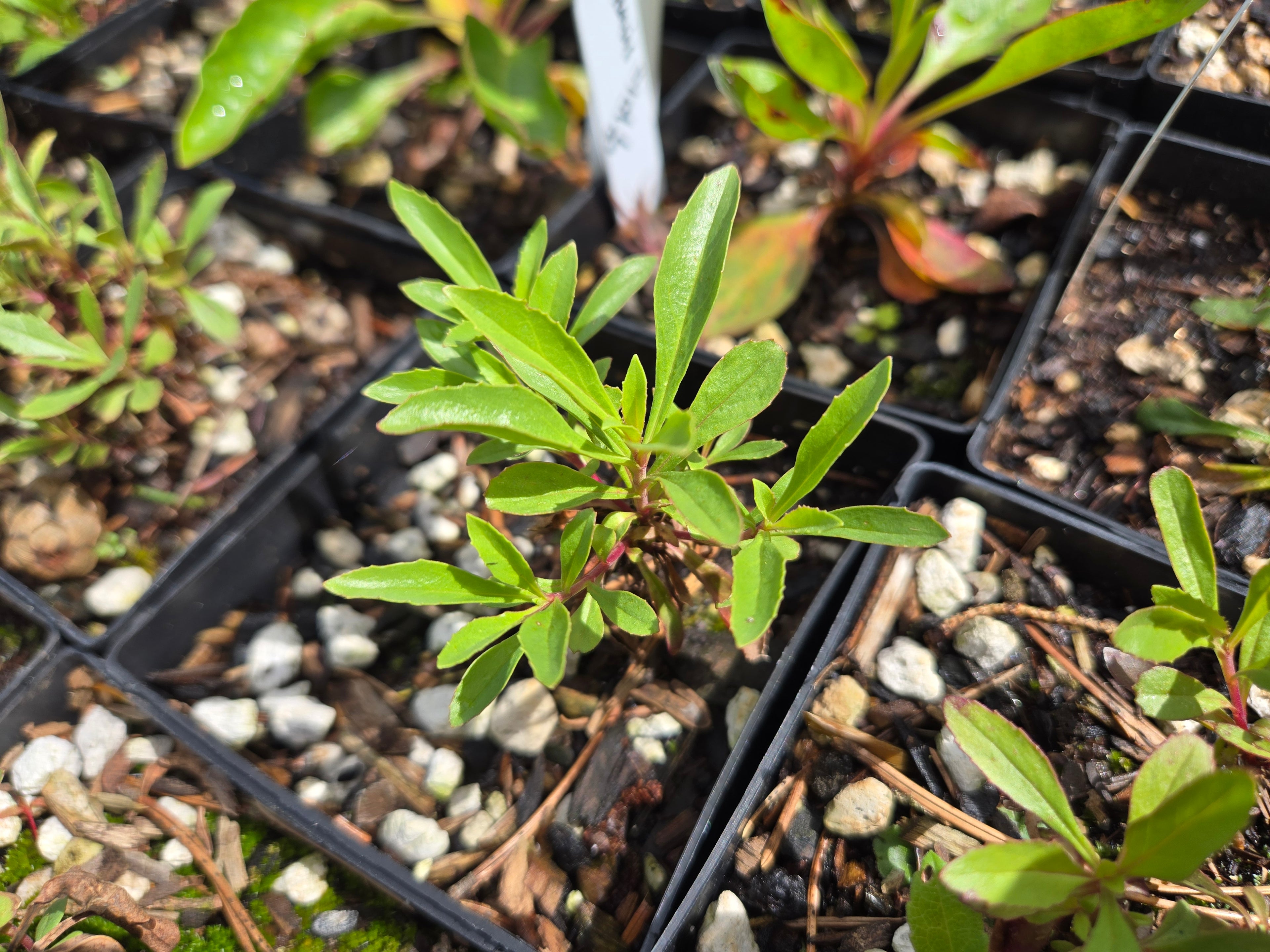 Penstemon cardwellii
