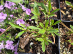 Penstemon cardwellii