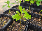 Quercus garryana