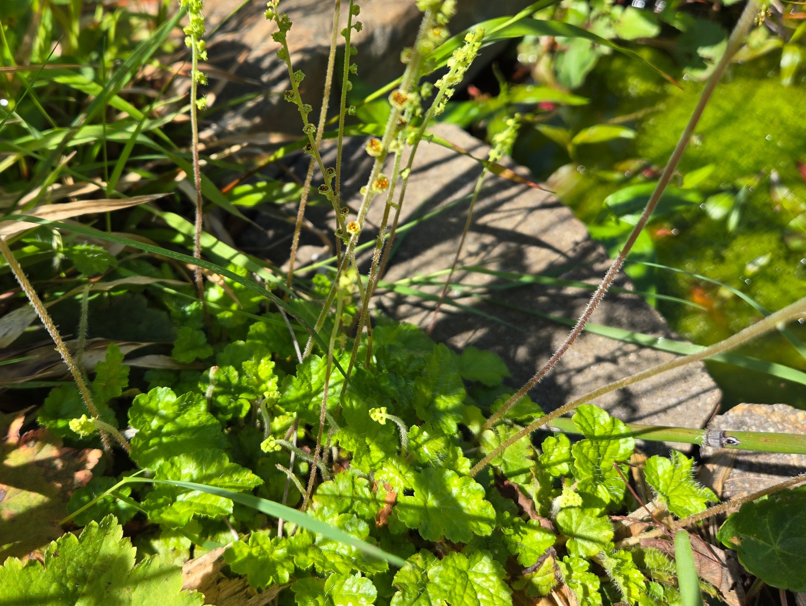 Brewerimitella ovalis
