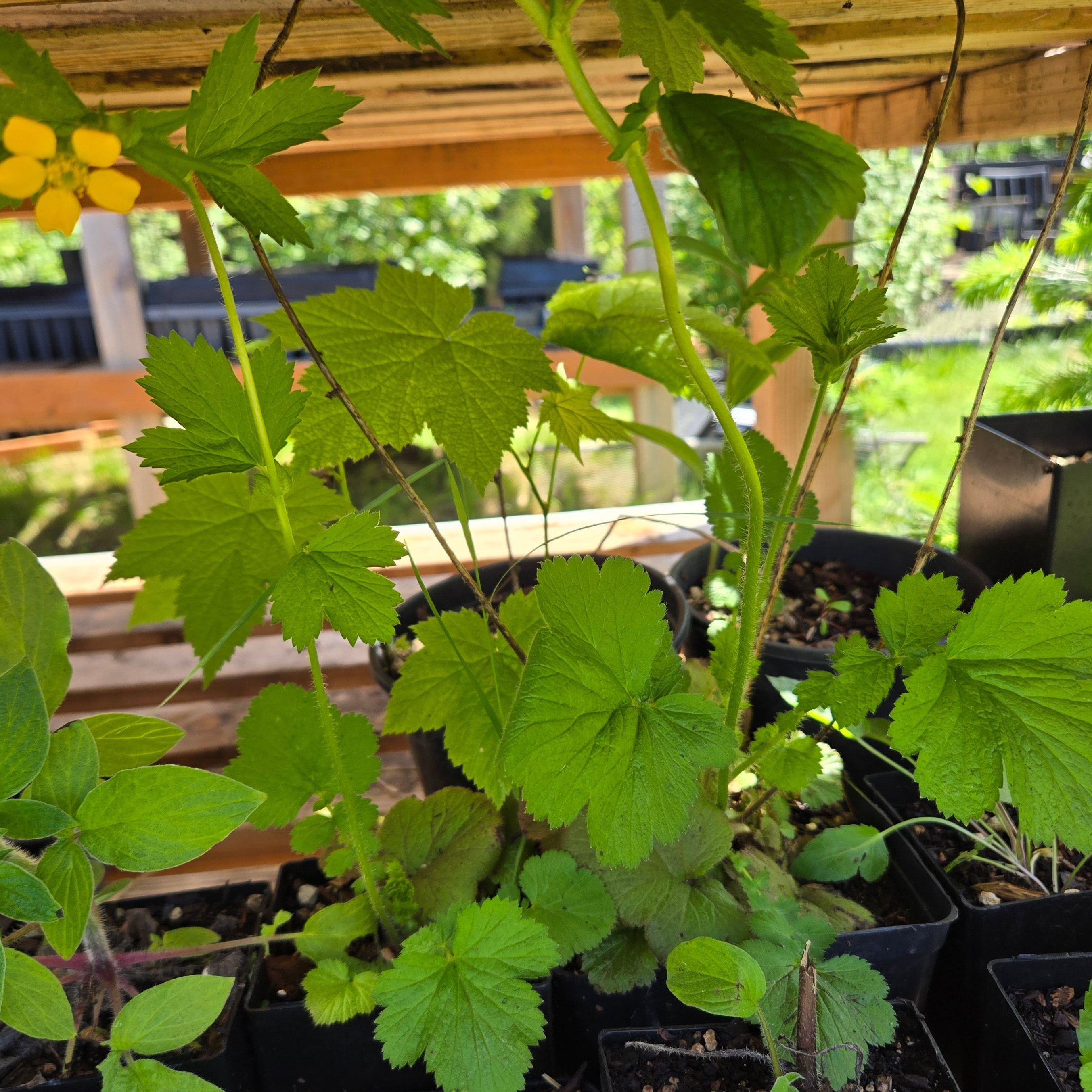 Geum macrophyllum