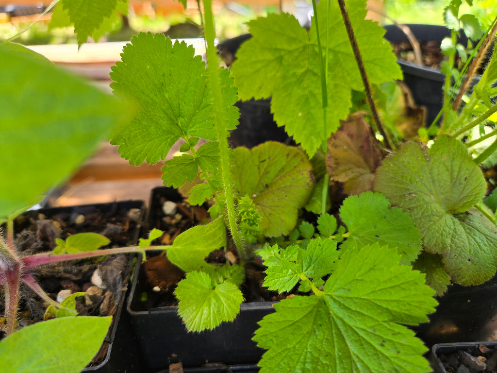 Geum macrophyllum