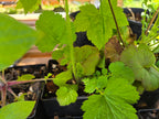 Geum macrophyllum