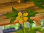 Geum macrophyllum