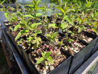 Monarda fistulosa