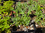 Eriophyllum lanatum