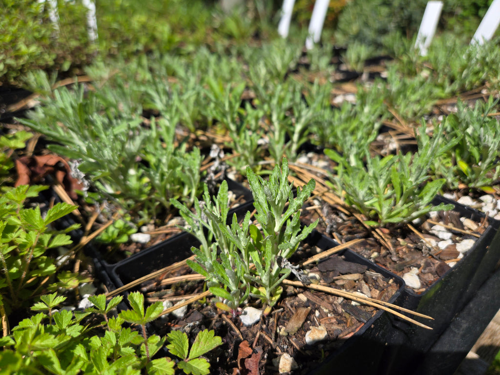 Eriophyllum lanatum