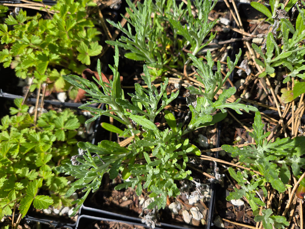 Eriophyllum lanatum