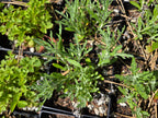 Eriophyllum lanatum