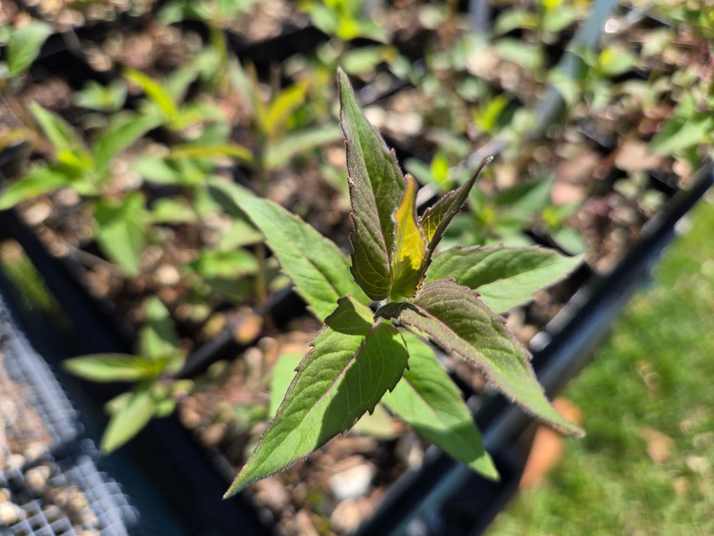 Monarda fistulosa