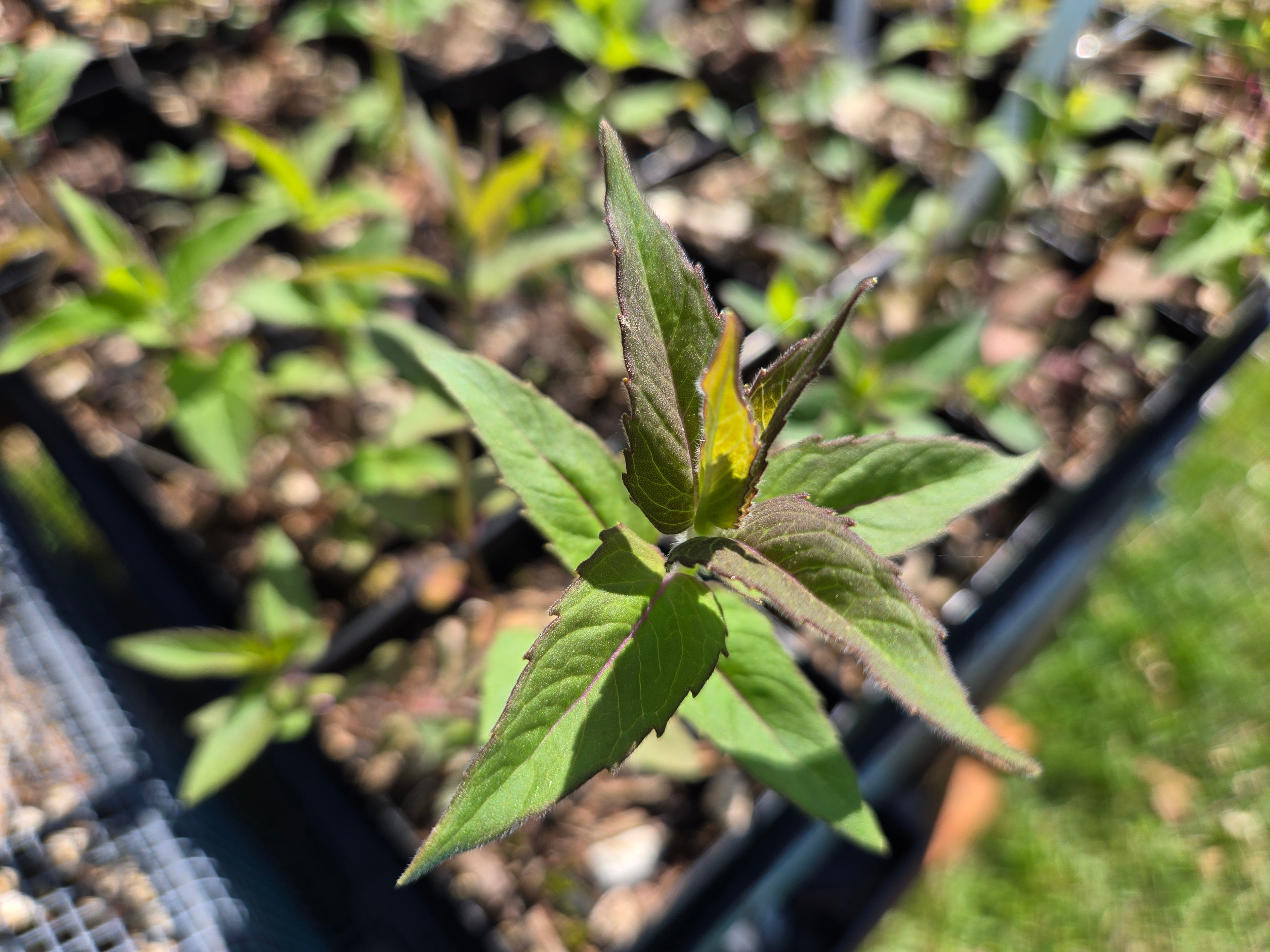 Monarda fistulosa