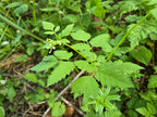Osmorhiza berteroi