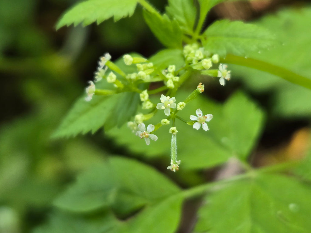 Osmorhiza berteroi